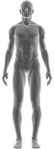 Anatomie du corps 2